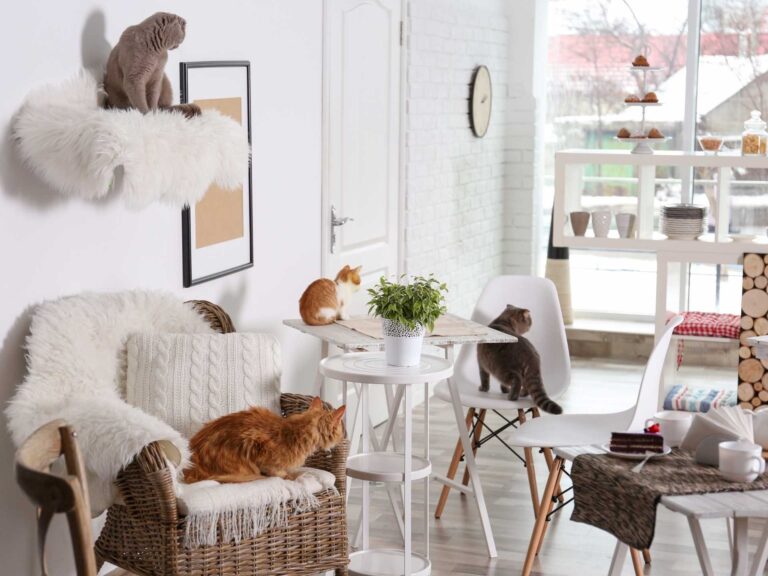 The Scratching Post Cat Cafe Kickstarter background 1920 x 1440