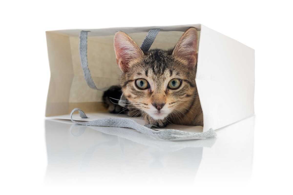The Scratching Post Cat Cafe cat in white bag coming soon