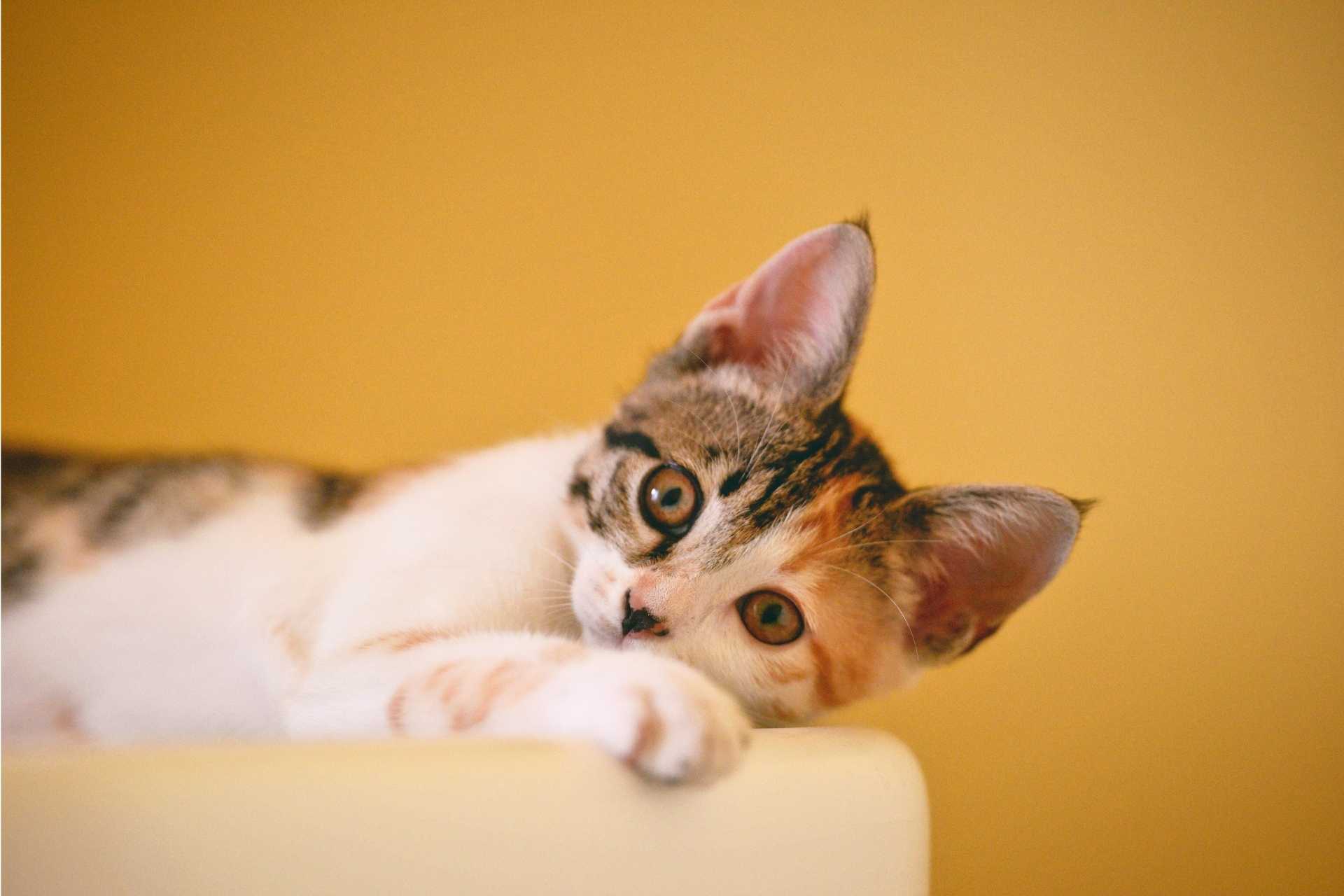The Scratching Post Cat Cafe kitten yellow background