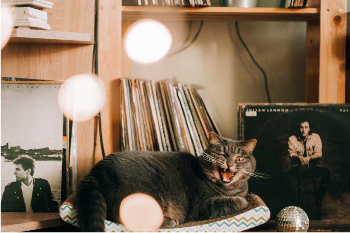 The Scratching Post Cat Cafe kooky cat face with records 1200 x 800