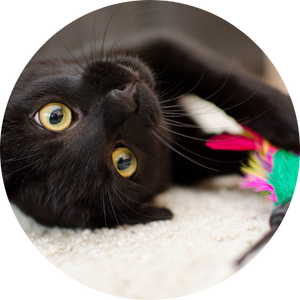 The Scratching Post Cat Cafe black cat rolling and playing with toy