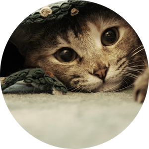 The Scratching Post Cat Cafe cat peeking out from under blanket