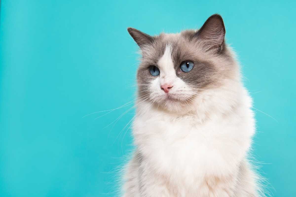 The Scratching Post Cat Cafe cat to right turquoise background