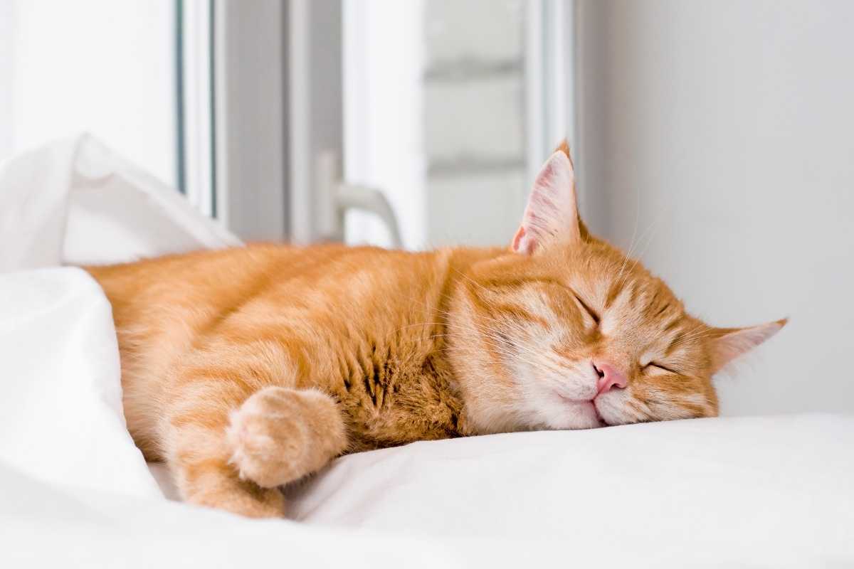 The Scratching Post Cat Cafe orange sleeping cat white background