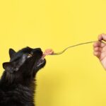 Is Your Cat Fat?…Probably.