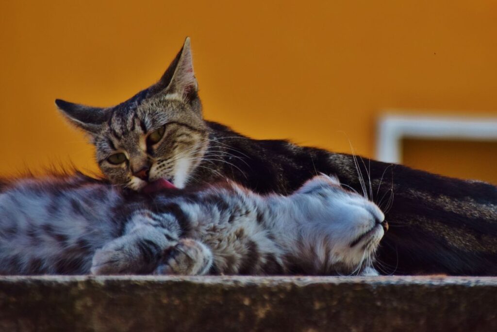 The Scratching Post Cafe cat cafe board game cafe Champaign, IL Two cats cuddling in front of yellow background.