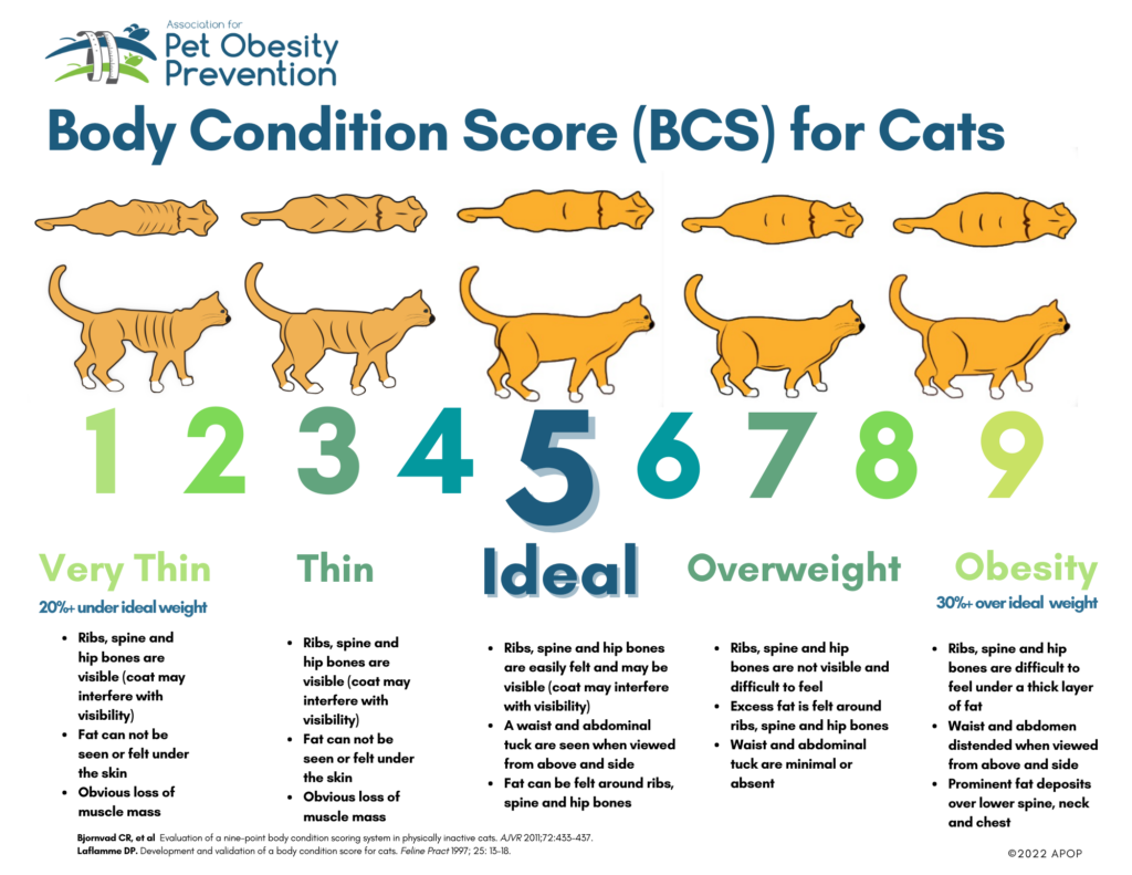 Cat body condition score chart for cat health