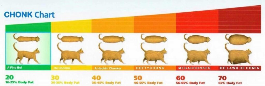 Chonk Chart funny cat weight chart