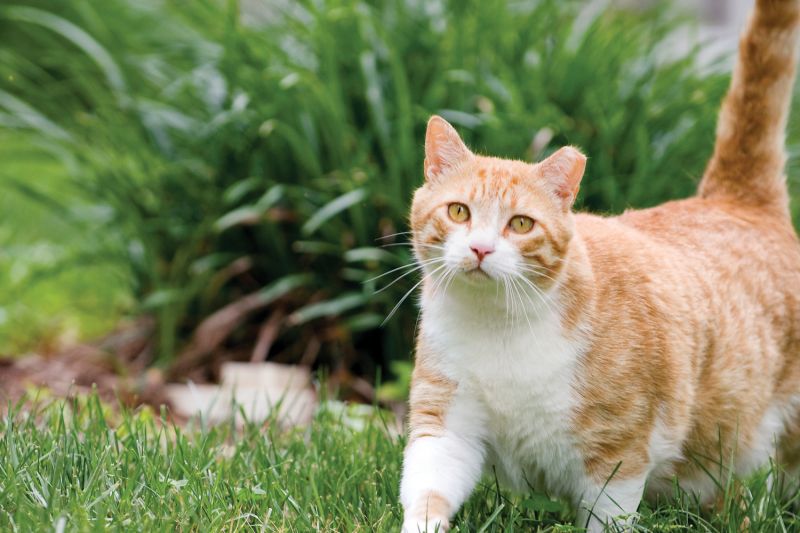 orange cat outside with ear tipped