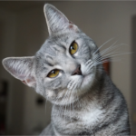 What is FIV?