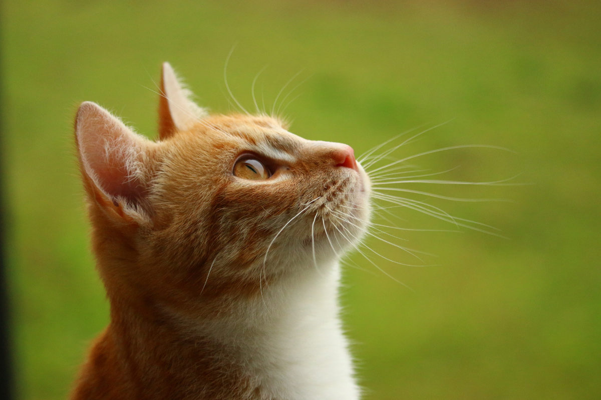 Orange cat looking up, The Scratcching Post Champaign, IL
