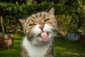 Tabby cat with tongue out, The Scratching Post Champaign, IL
