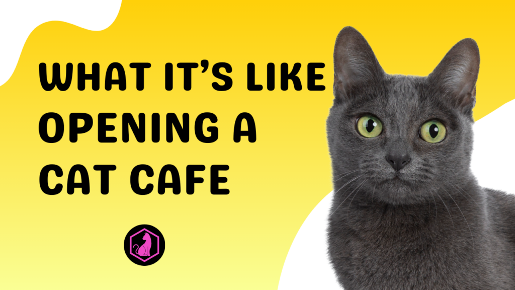 What its like opening a cat cafe thumbnail, The Scratching post Champaign, IL. Owner Rebecca Minick