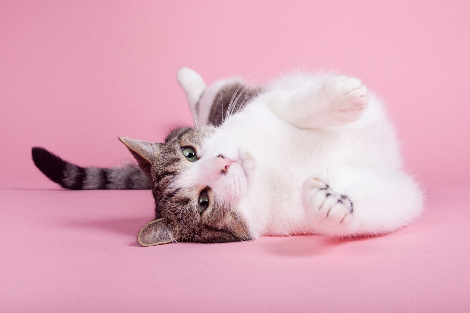 brown and white cat rolling around with pink background. The Scratching Post Champaign, IL