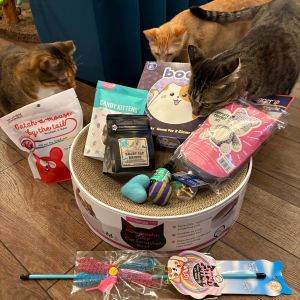 Raffle prize for National Cat Day The Scratching Post Cat Cafe Board Game Cafe Champaign, IL