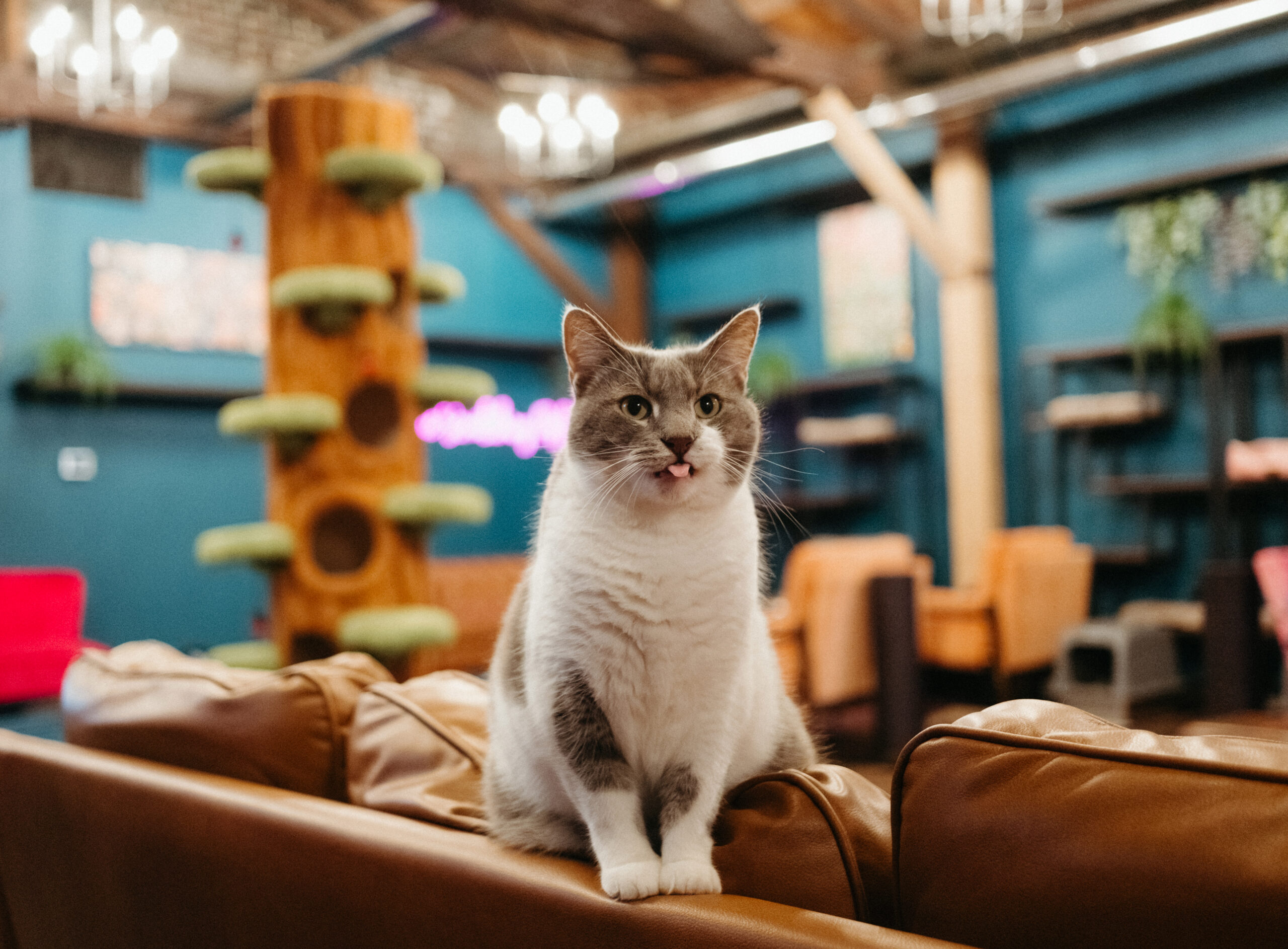Cat sticking out tongue at The Scratching Post champaign, IL cat cafe cat lounge reservation
