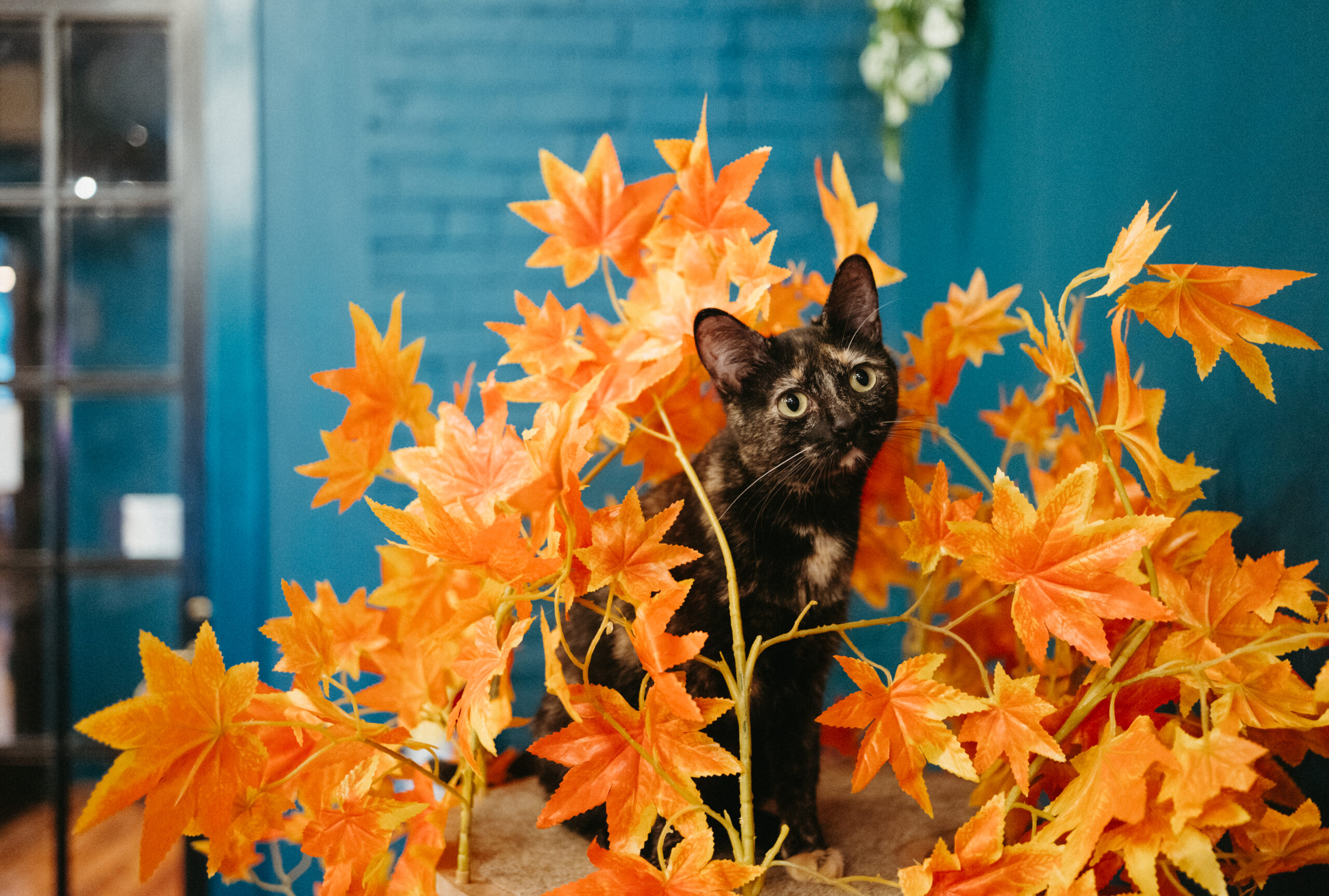 Tortie cat in orange cat tree at The Scratching Post Champaign, IL cat cafe