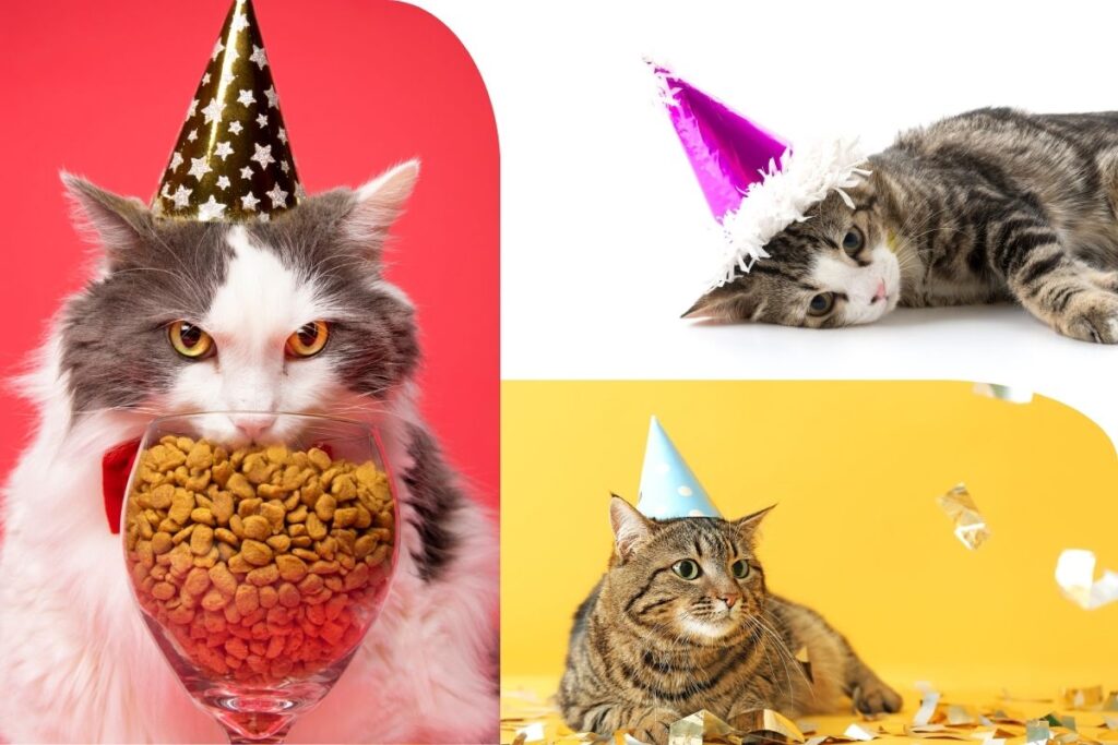 Private events cat party Three cats with party hats The Scratching Post Champaign, IL Cat Cafe