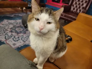 Meatball