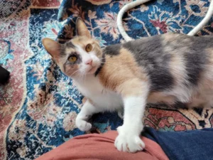Snugglepuff