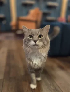 Kerrigor