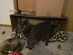 Box Fort