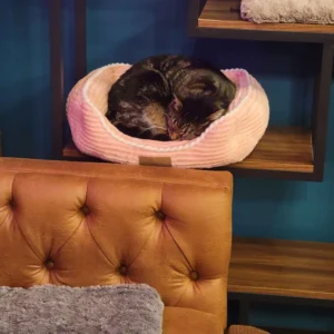 Behold our lord's roundness