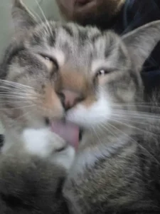Mlem