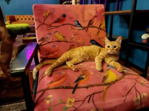 Cheeto