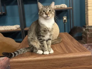 Bartholomeow