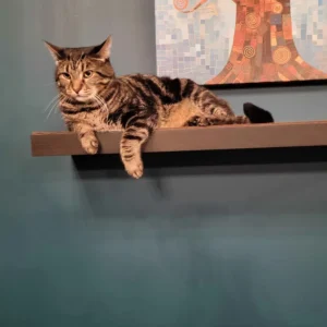 Lord Fluffy surveils his domain