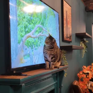 TV time for his lordship