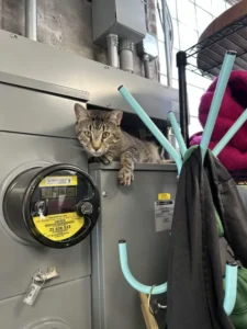 Reading our meter