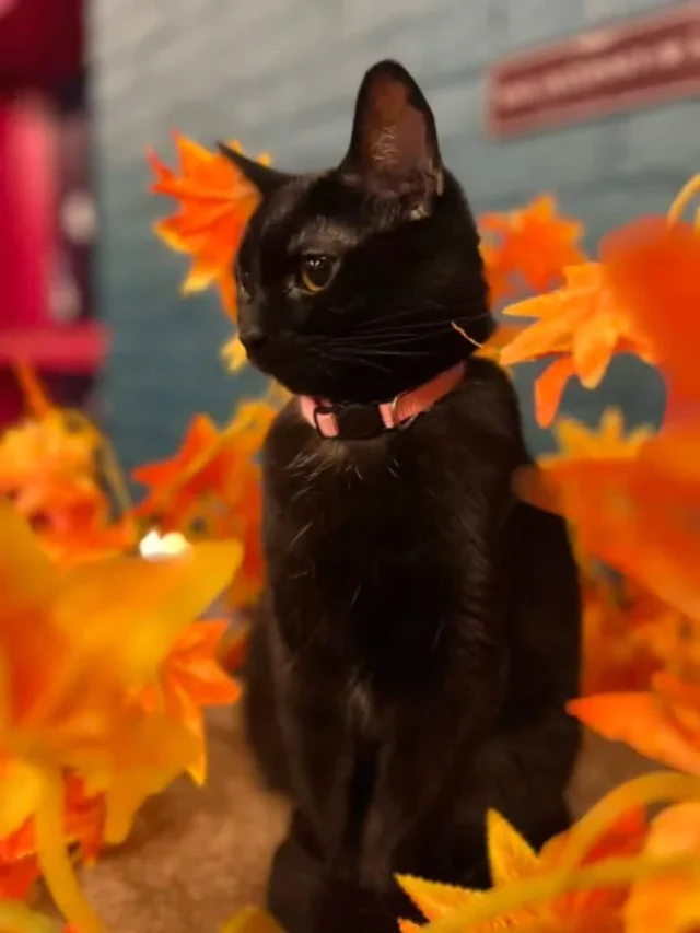Adoptable Cats – The Scratching Post