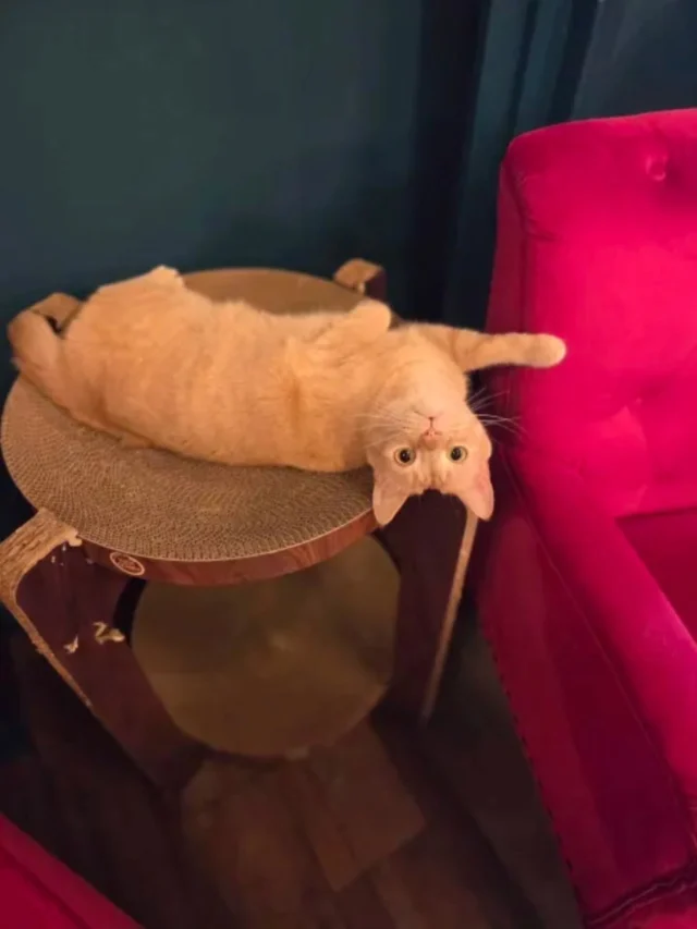 Adoptable Cats – The Scratching Post